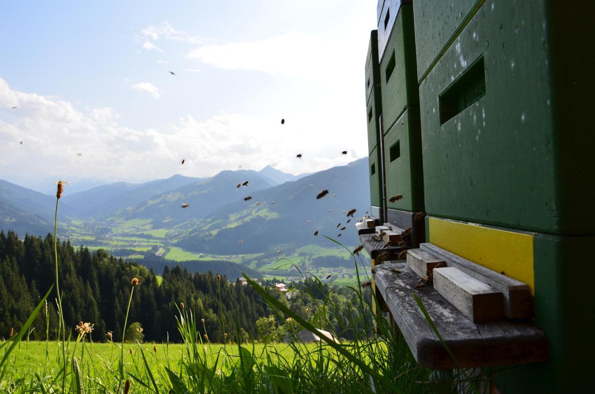 Hof Hamoos Apartman Kitzbühel Kültér fotó