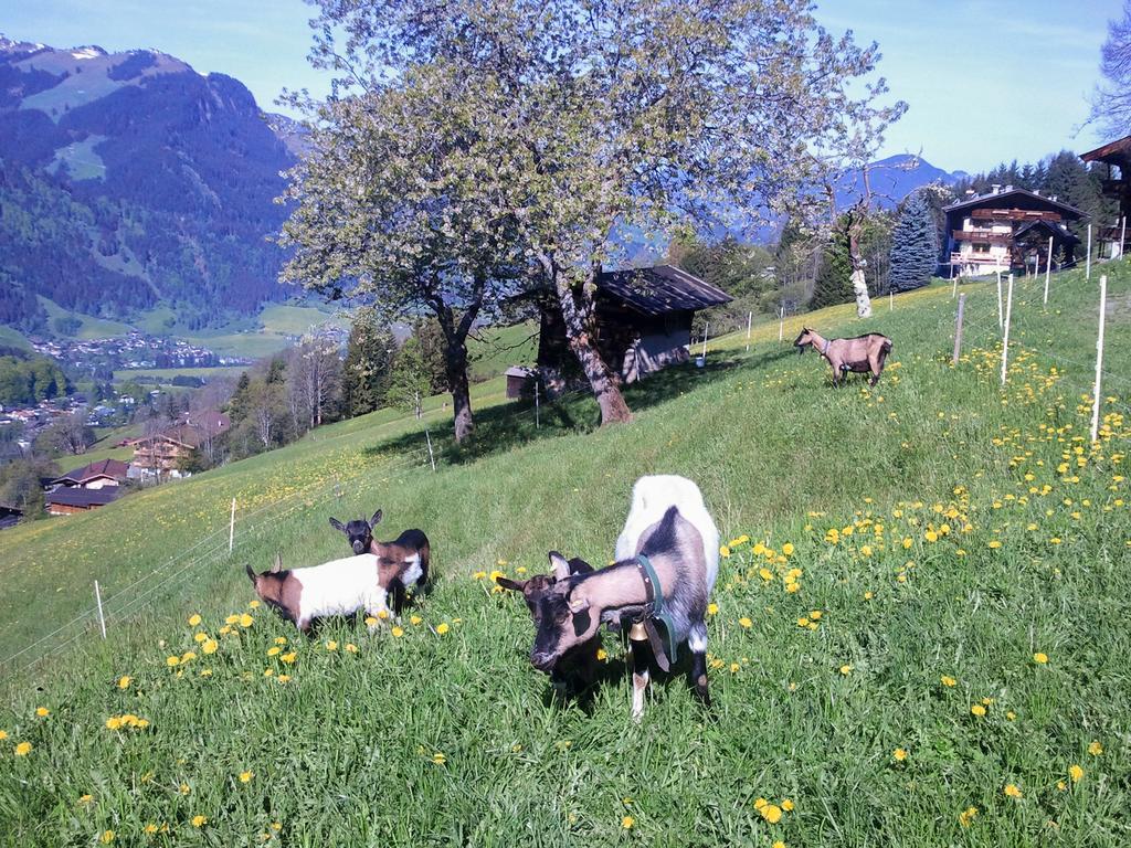Hof Hamoos Apartman Kitzbühel Kültér fotó